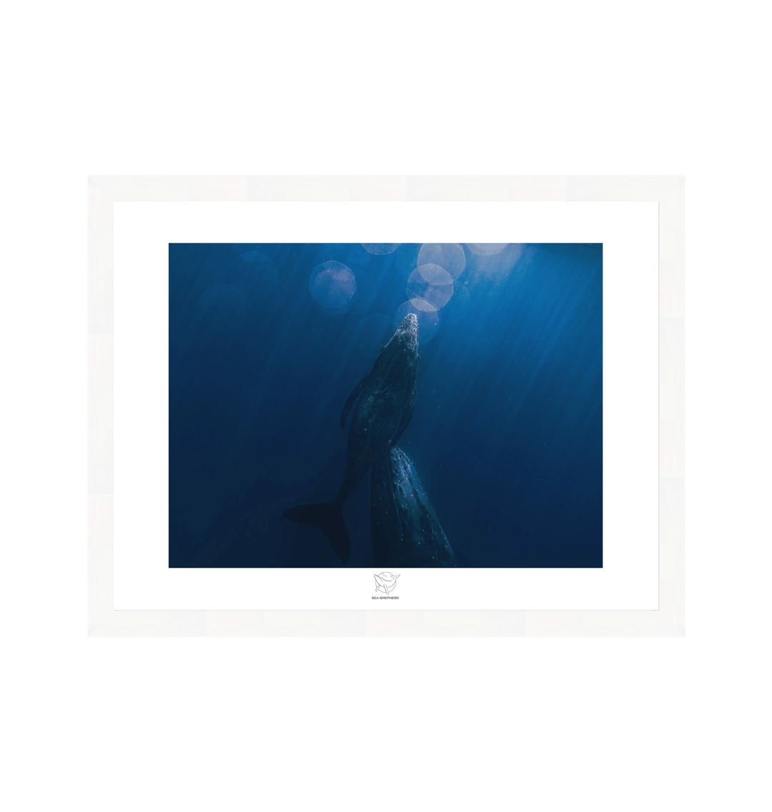 White Frame Fine art print Front